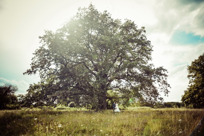 Brautpaar unter einem mächtigen Baum auf weiter Wiese